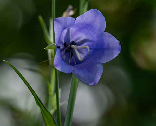 Glockenblume