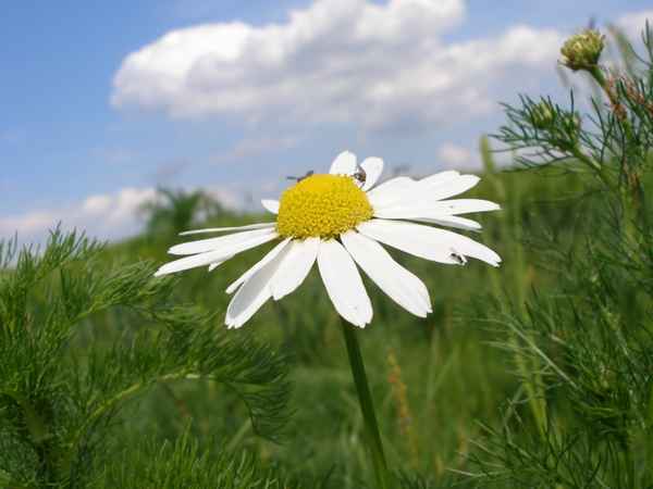 - Auf der Wiese -