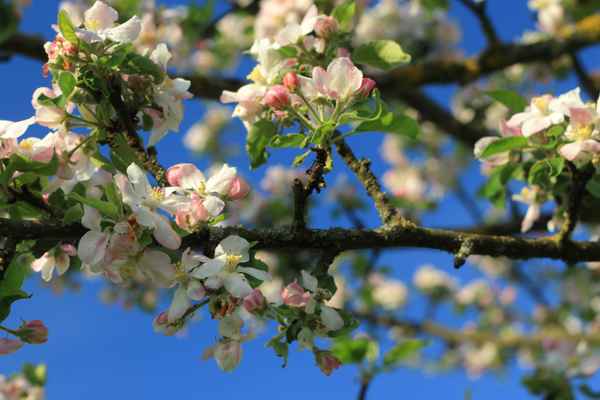 Apfelblüte II