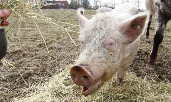 ich bin nicht bestechlich