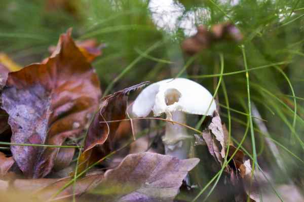 Knollenblätterpilz??