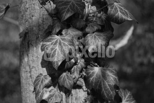 Blätter am Baum