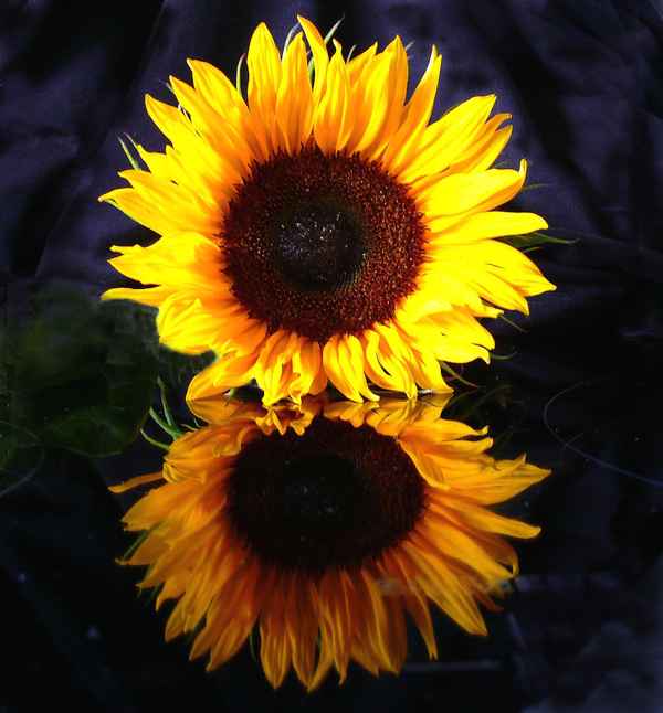 Sonnenblume