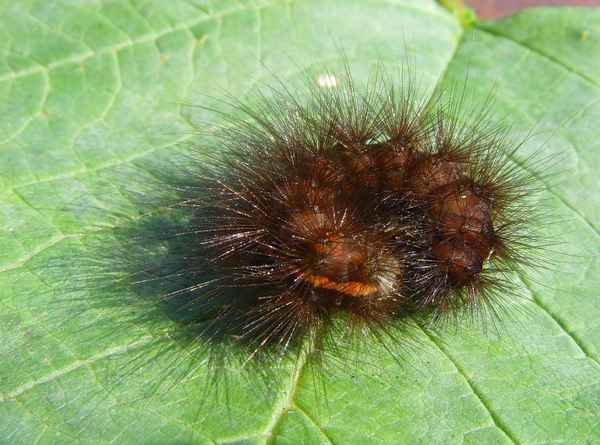 Zimtbär [Phragmatobia fuliginosa] - Raupe