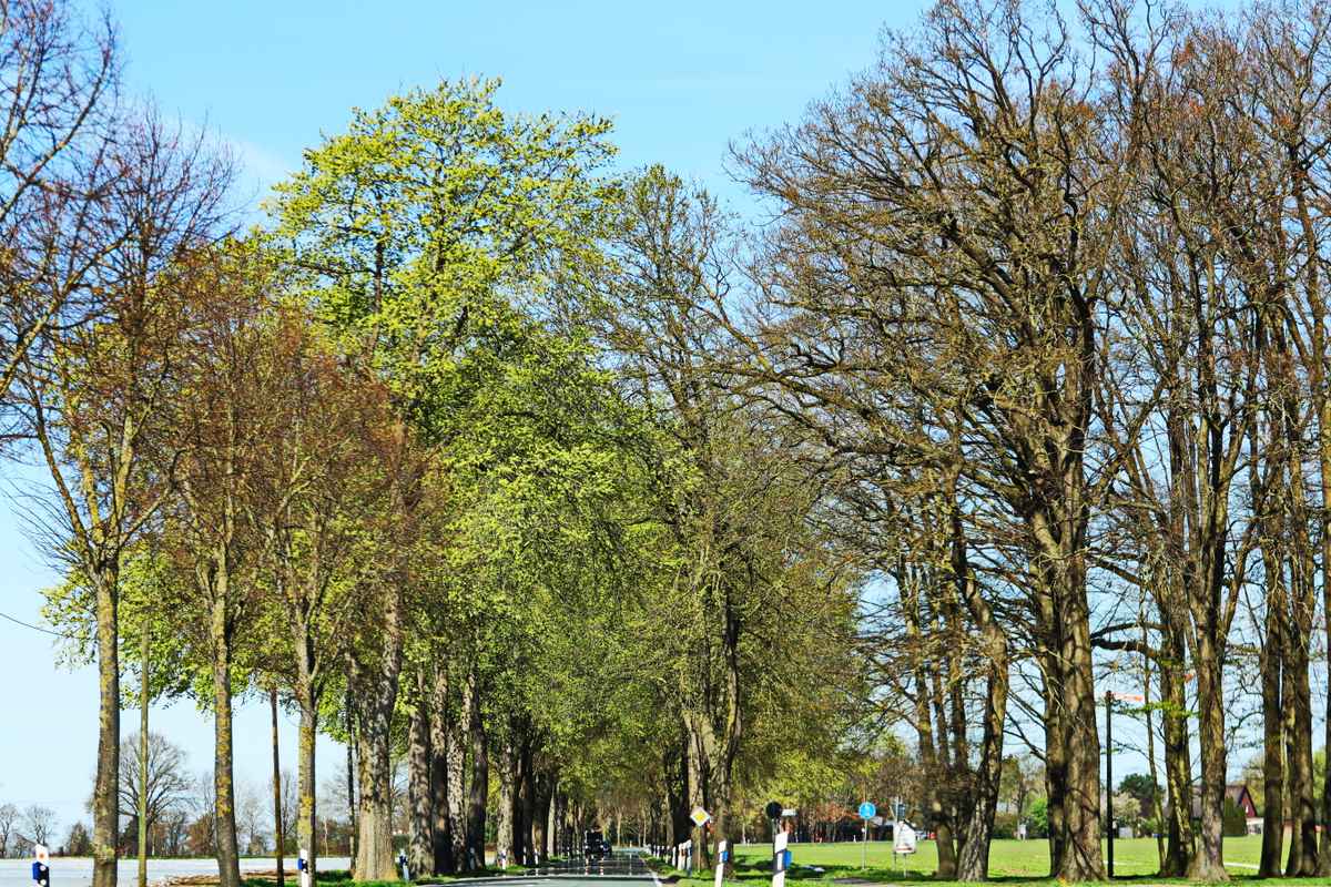 zartes frühlingsgrün2