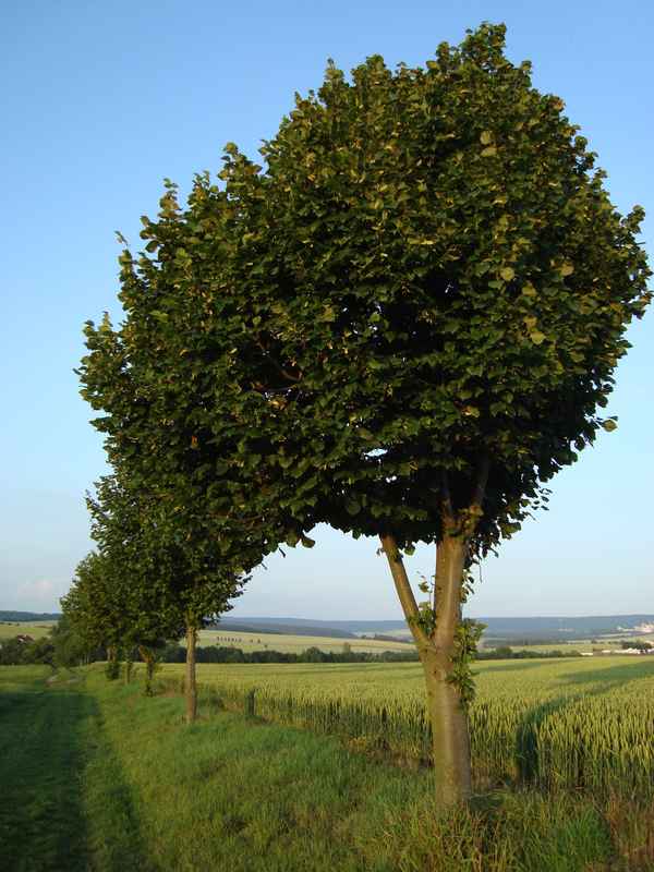 Linden