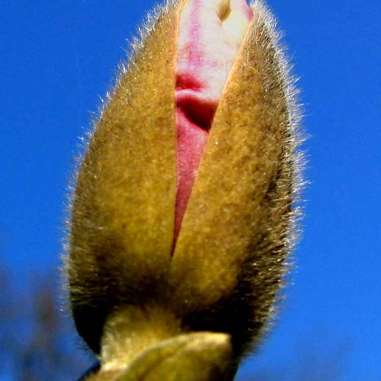 Knospe