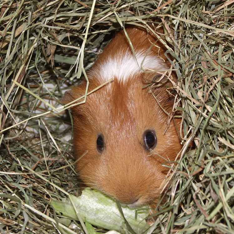 Hausmeerschweinchen in "Höhle"