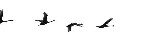 Flugstudie der Singschwäne