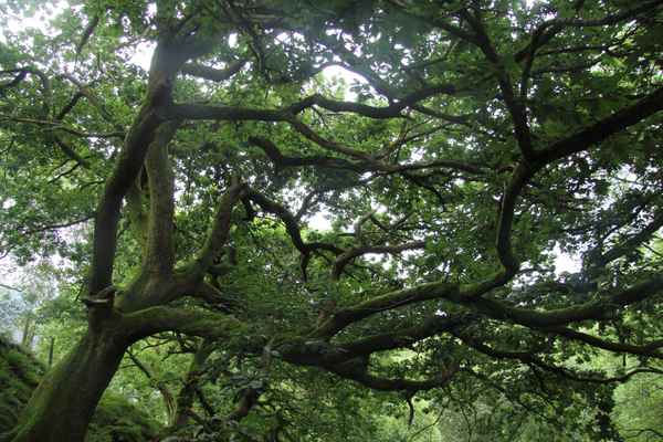 Magic Tree