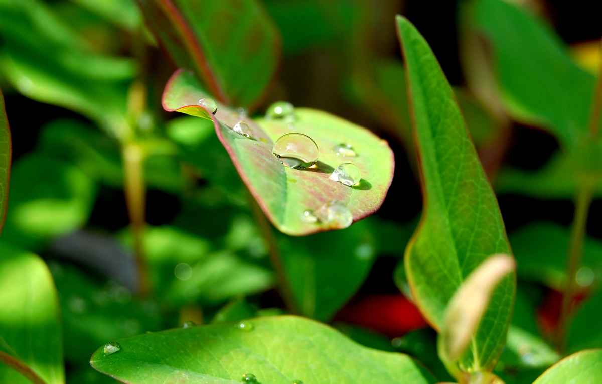 blatt mit regentropfen III