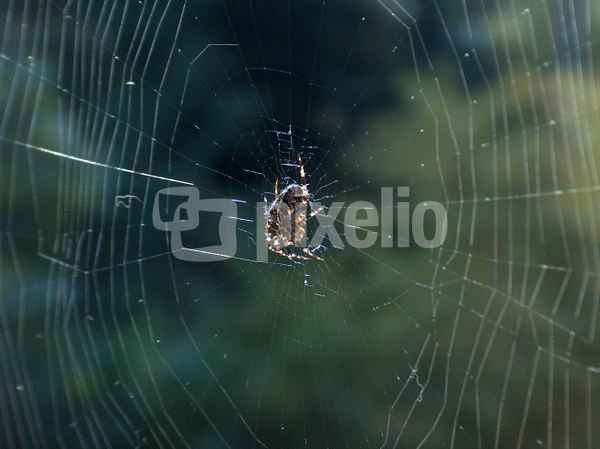 Spinne im Netz