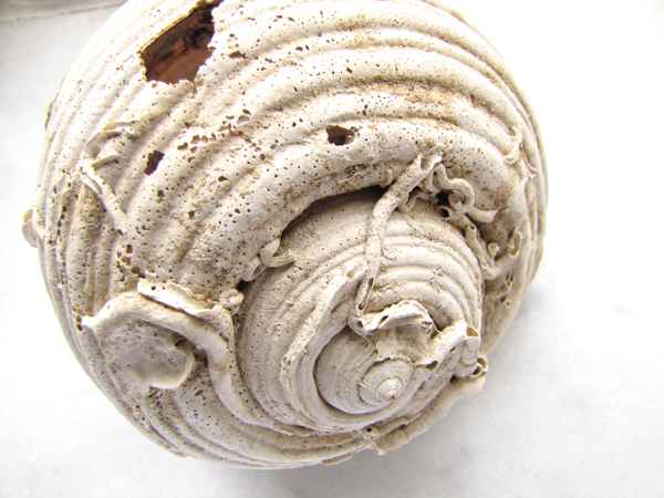 Fundstück am Strand 5