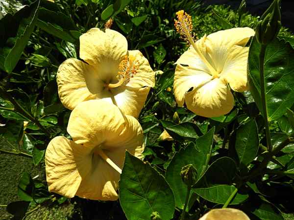 Gelber Hibiskus „Hibiscus brackenridgei“