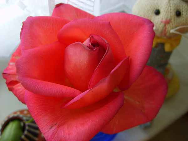 Eine Rose fürs Zertifikat!