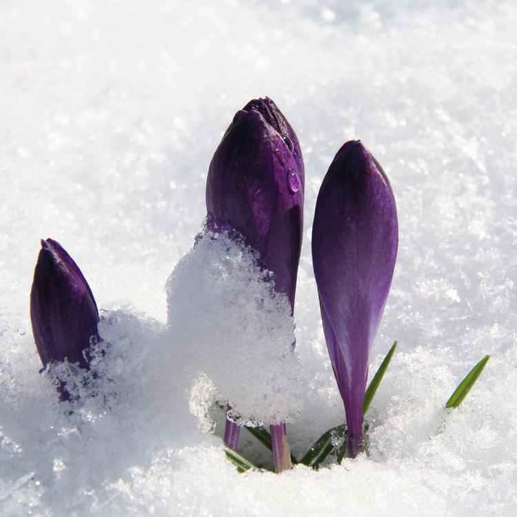 Frühlingserwachen 2008 Teil 3