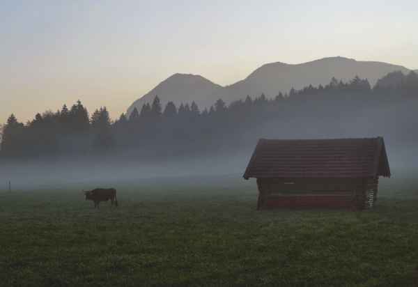 nebelstier
