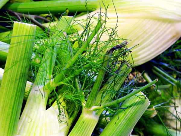 Fenchel