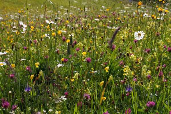 Sommer kunterbunt 02