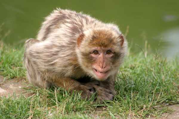 Berberaffe (Macaca sylvanus)