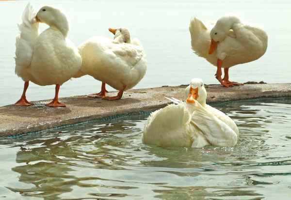 Morgentoilette in Entenhausen