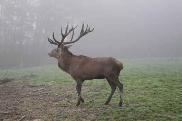 Hirsch