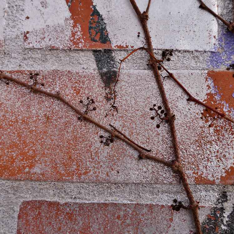 Rankpflanze im Winter