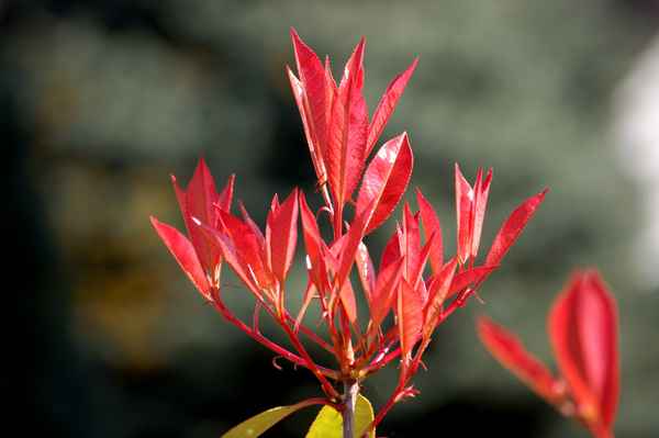 Frische Triebe