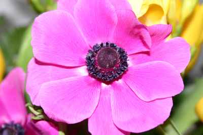  blume