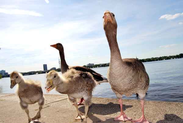 Gänse