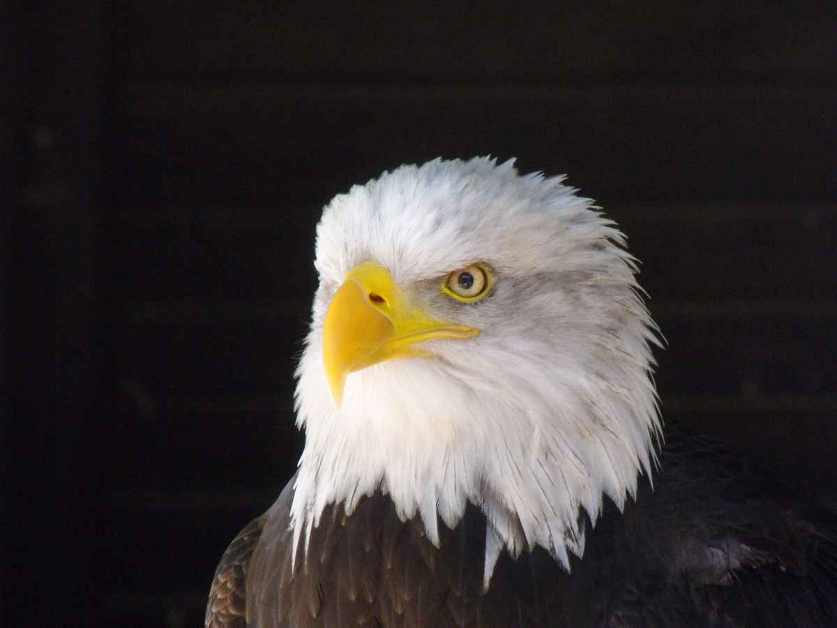 Adler