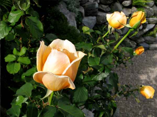 Unermüdliche Blüher im Morgenlicht