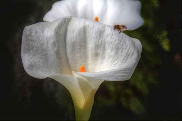 Dieser Kelch geht nicht an mir vorüber...