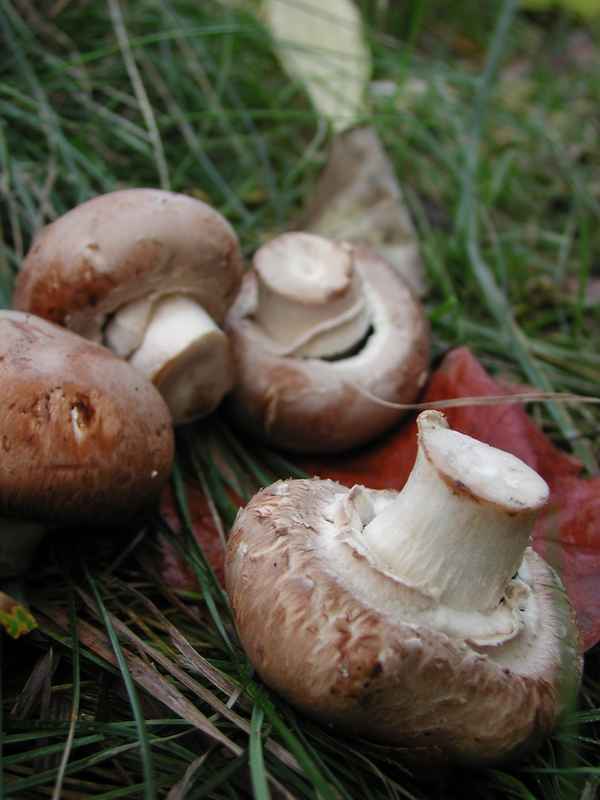 We are the Champignons ;-)