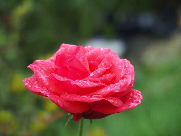 regennasse rote Rose
