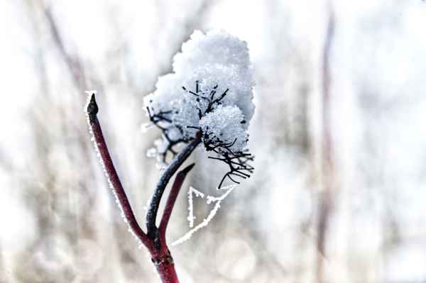 Schneehaube
