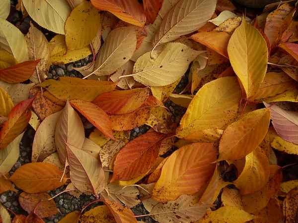 Herbstblätter
