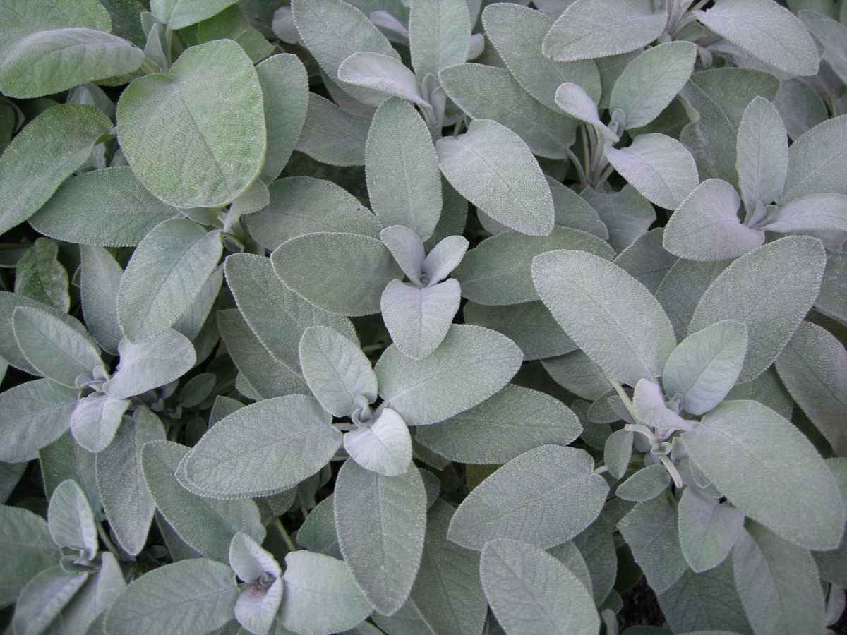 Salbei