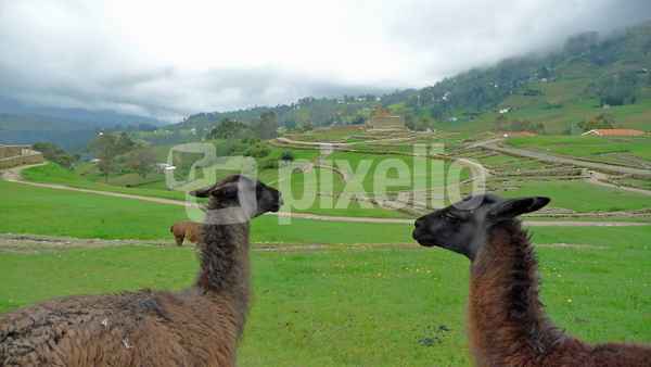 lamas vor den Ruinen von Ingapirca - Ecuador
