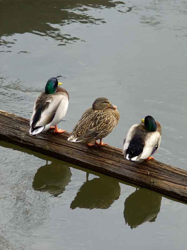 Zeit für Ruhe, Zeit für Stille