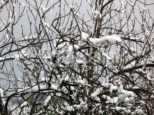 Winter 08 Schnee auf Zweigen