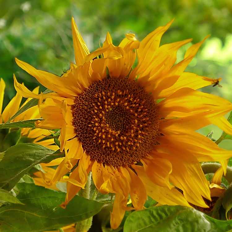 Erinnerung an den Spätsommer