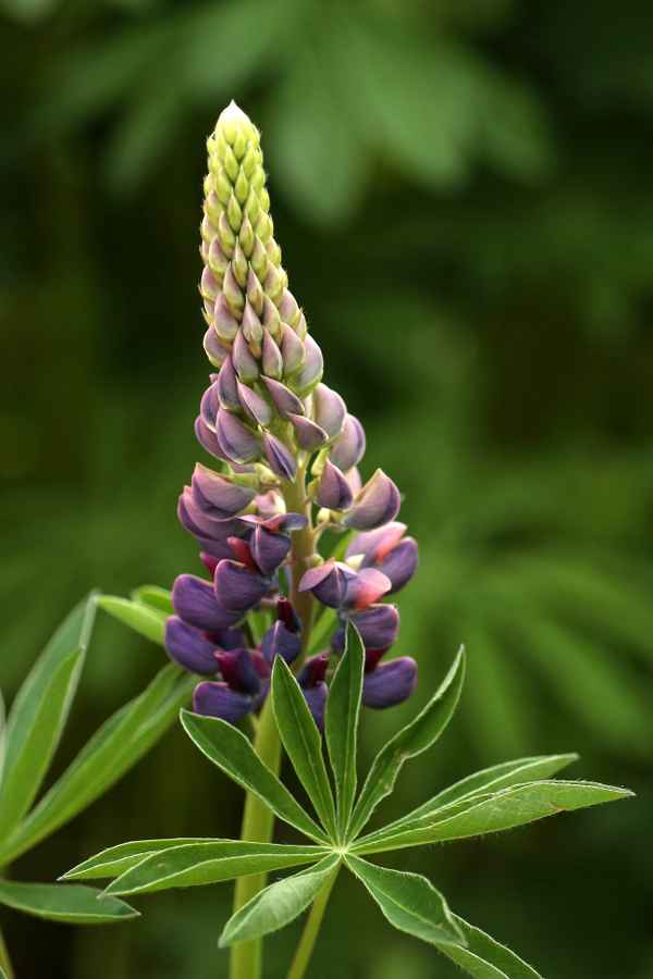 blaue Lupine