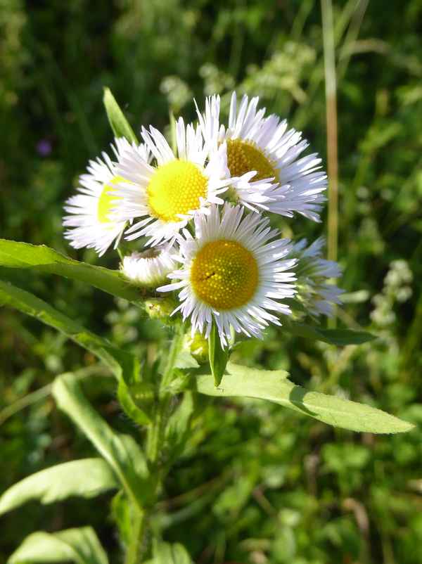 Blumen am Wegrand / 3