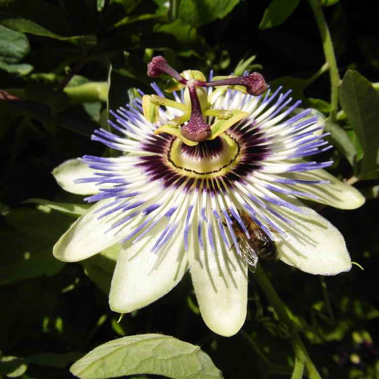 Herrliche Passionsblume