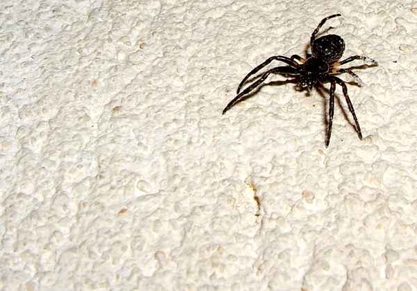 Spider