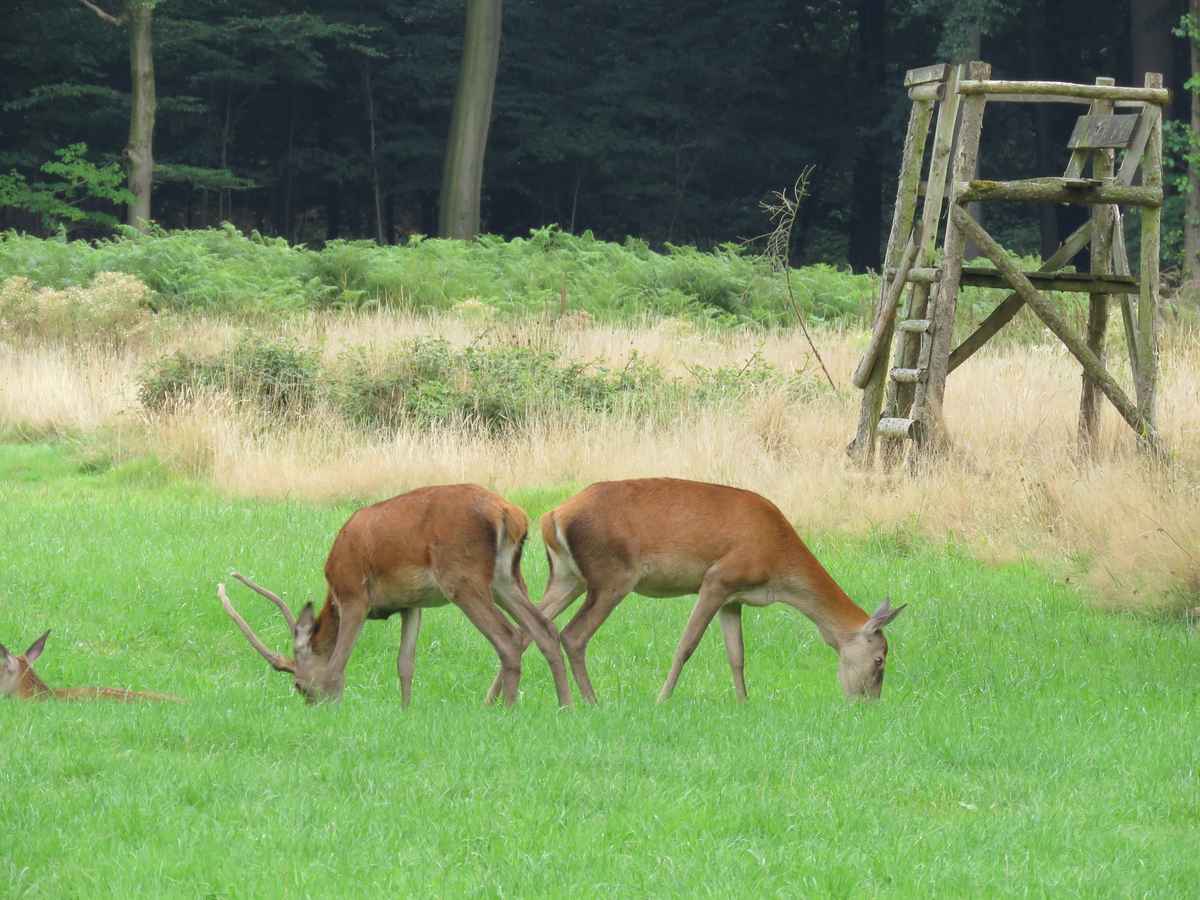 Rehfamilie beim Grasen