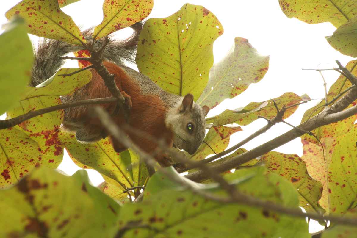 Hörnchen 1
