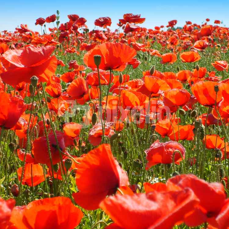 Mohnblumen