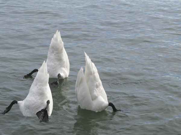 Köpfchen in das Wasser,Schwänzchen in die Höh